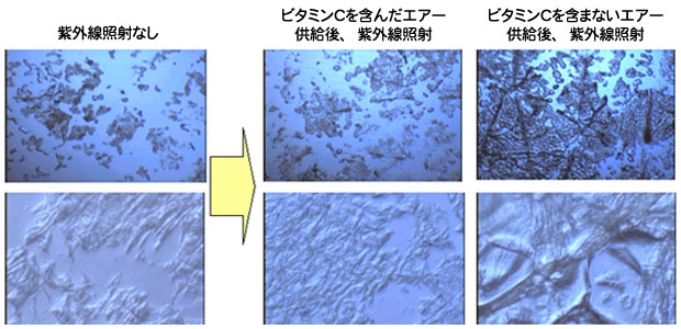 図1 紫外線障害抑制効果：頬から採取した角質（倍率：上段40倍/下段400倍）
