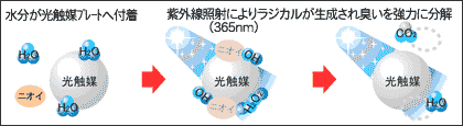水分が光触媒ﾌﾟﾚｰﾄへ付着。紫外線照射によりラジカルが生成され臭いを強力に分解。（365nm）