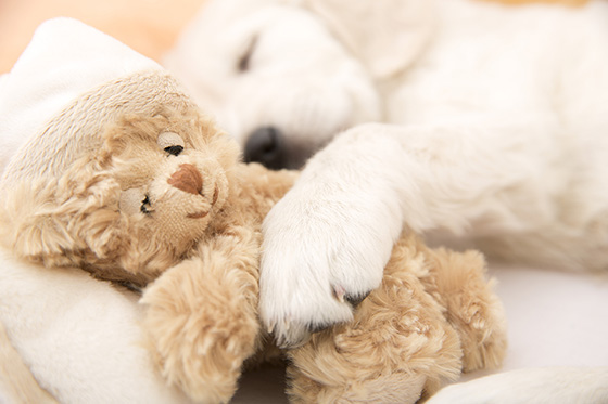 Plush Doll
 and a puppy