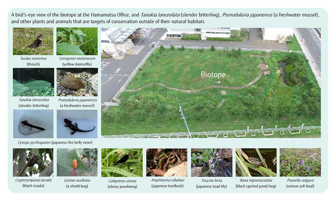 A birdʼs-eye view of the biotope at the Hamamatsu Office, and Tanakia lanceolata (slender bitterling), Pronodularia japanensis (a freshwater mussel), and other plants and animals that are targets of conservation outside of their natural habitats