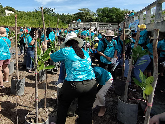 Mangrove planting